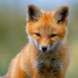 Meet your Posher, Noelle